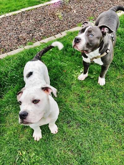 "Nicht anfassen" Halsband!-Beitrag-Bild