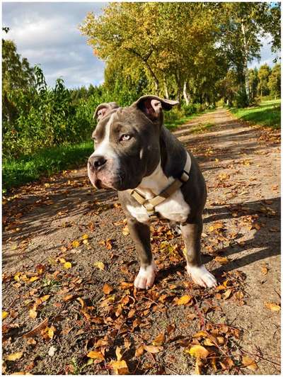 Carpus valgus-Beitrag-Bild