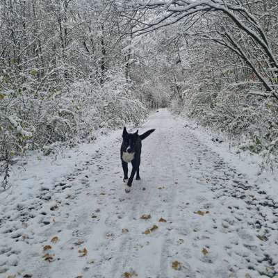 Hundetreffen-Spaziergang im Göttinger Wald-Bild