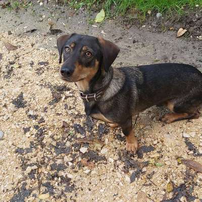 Hundetreffen-Gemeinsam Gassi gehen-Bild