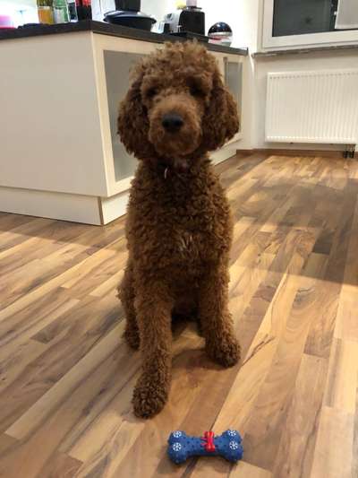 Goldendoodle?-Beitrag-Bild