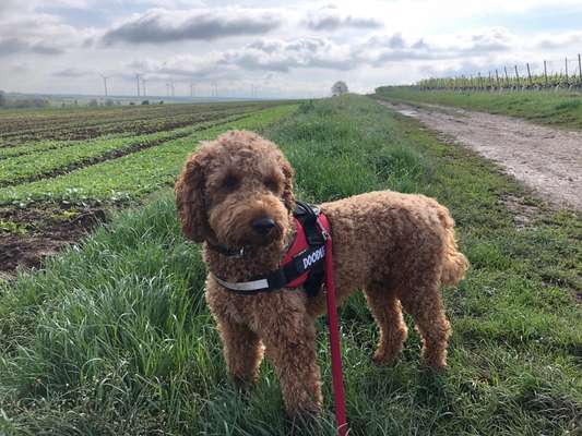 Labradoodle gesucht-Beitrag-Bild
