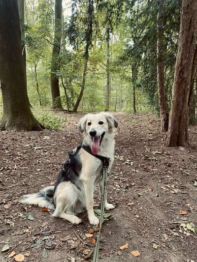 Hundetreffen-Trainingspartner gesucht für u.a. Hundebegegnungen-Bild
