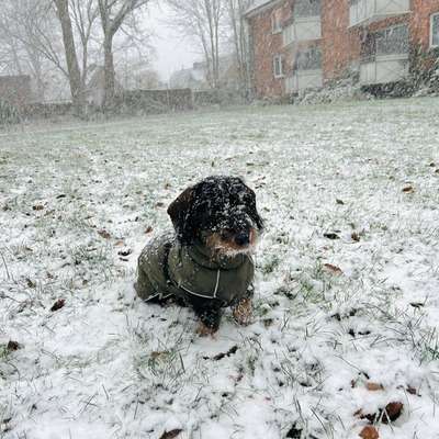 Hundetreffen-Hundetreff/Spielrunde-Bild