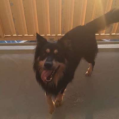 Hundetreffen-Junghunde treffen gassi runde :)-Bild