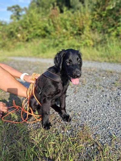 Hundetreffen-Welpentreffen in Wilhelmshaven-Bild