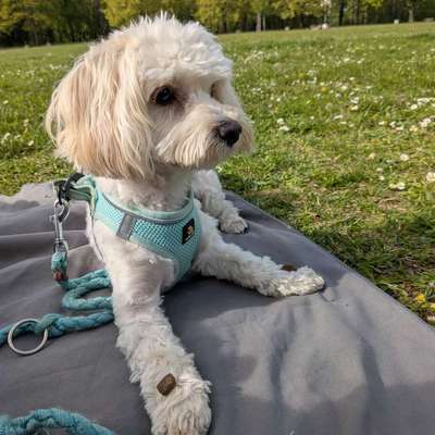 Hundetreffen-SpielDate-Bild
