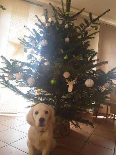 Golden Retriever-Beitrag-Bild