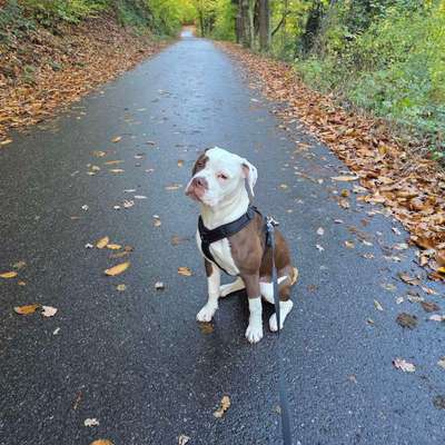 Hundetreffen-Gassi- und Spielerunde-Bild