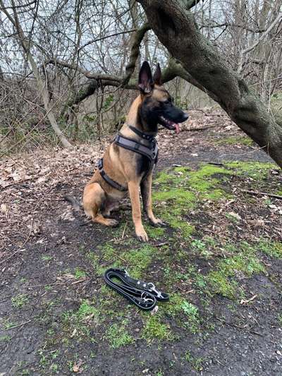 Zeigt eure Malinois!!!-Beitrag-Bild