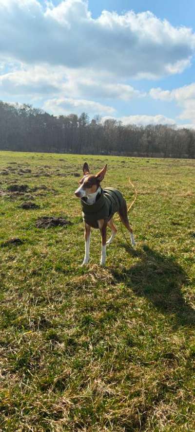 Hundetreffen-Spaziergänge Herzberge-Bild