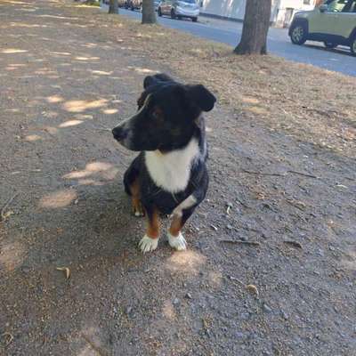 Hundetreffen-Treffen für Junghunde-Bild