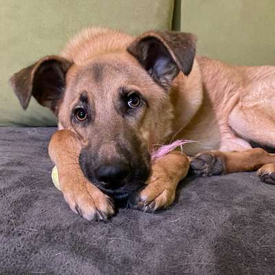 Hundetreffen-Gemütliche Gassirunde LWL Gelände Lengerich-Profilbild