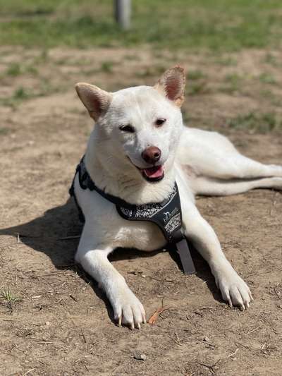 Hundetreffen-Toben auf der Hundewiese-Bild