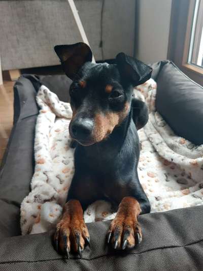 Wo sind die Zwergpinscher?-Beitrag-Bild