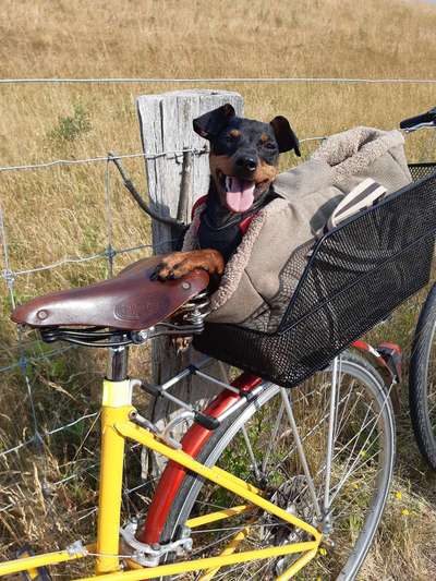 Die Dogorama Wochen Challenge-Beitrag-Bild