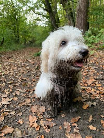 Hundetreffen-Gassi-Spiel-Treffen-Bild