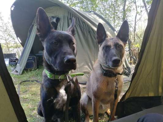 Schäferhund-Beitrag-Bild