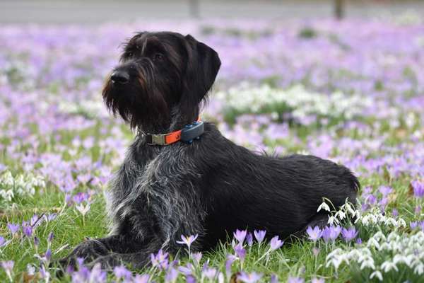 Hundetreffen-Spieltreff biete großen eingezäunten Garten-Bild