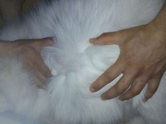 Samojede-Beitrag-Bild