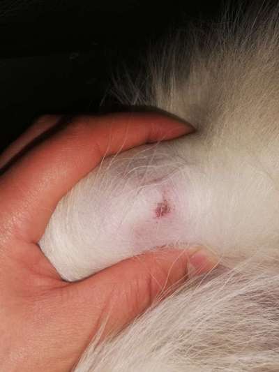 Samojede-Beitrag-Bild