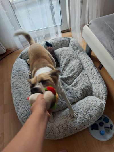 Die Dogorama Wochen Challenge-Beitrag-Bild