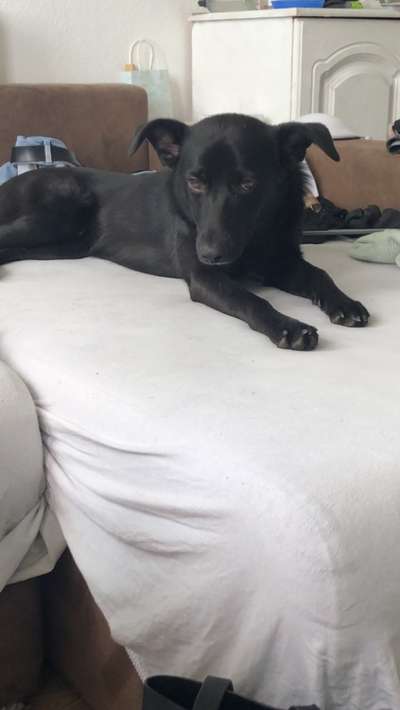 Vom Welpen zum Hund-Beitrag-Bild