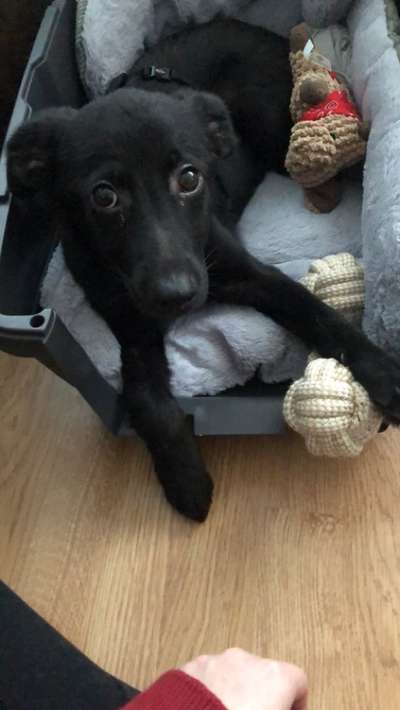 Vom Welpen zum Hund-Beitrag-Bild