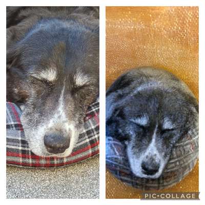 Unsere Fellnasen im Regenbogenland-Beitrag-Bild