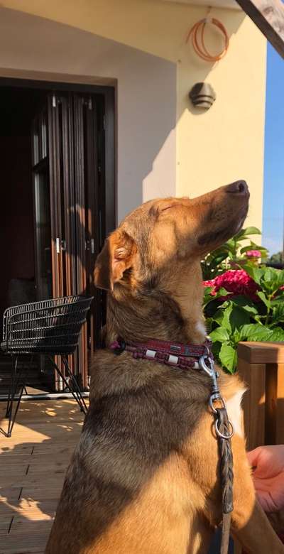 Dogorama Photo Challenge - Hundeblick zum hinschmelzen-Beitrag-Bild