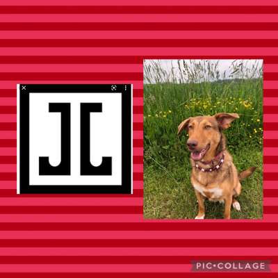 Wie heißt dein Hund?-Beitrag-Bild