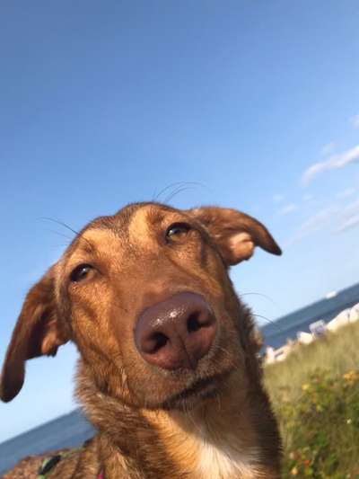 Handy Fotochallenge Nr. 52: Dein Hund mit blauem Himmel-Beitrag-Bild