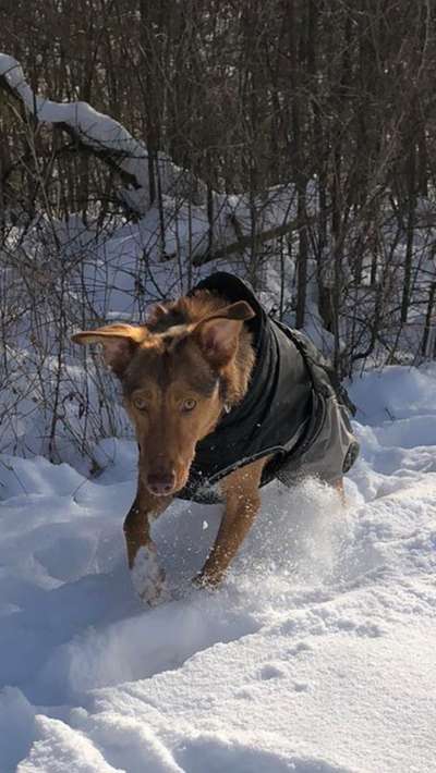 Dogorama Photo Challenge - Es wird nochmal kalt!-Beitrag-Bild