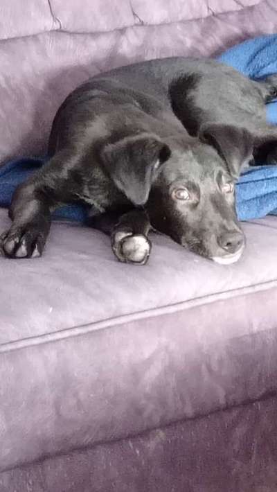 Hundetreffen-Liebe und aufgeweckte Hunde gesucht-Bild