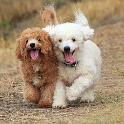 Hundetreffen-Pudel-Treffen 🐩🐾-Bild