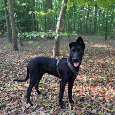 Hundetreffen-Junghunde Duisburg Süd am WE-Bild