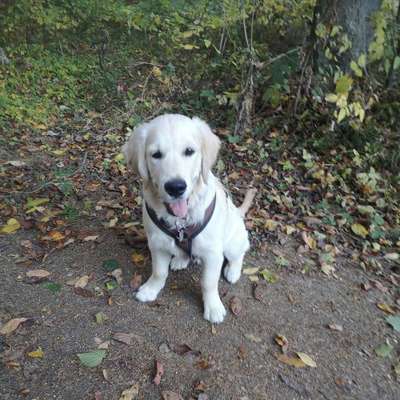 Hundetreffen-Treffen mit Welpen zum spielen-Profilbild