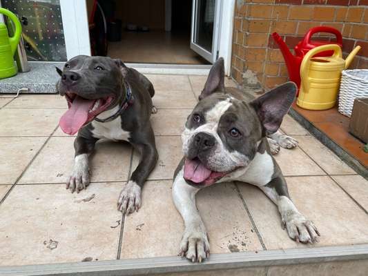 Dogorama Photo Challenge - Die besten Hundebuddys-Beitrag-Bild