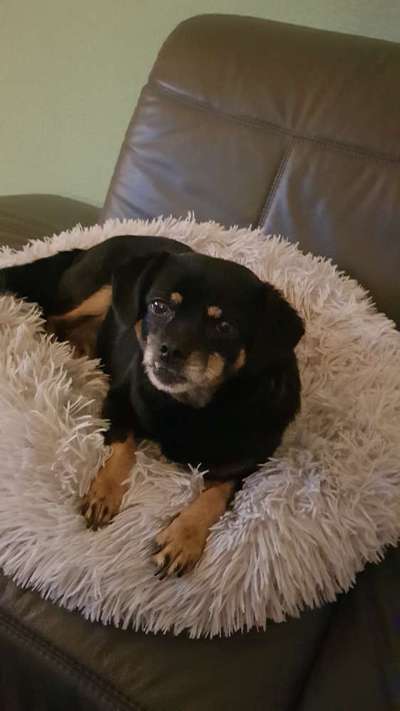 TierschutzhundeStammtisch🐕-Beitrag-Bild