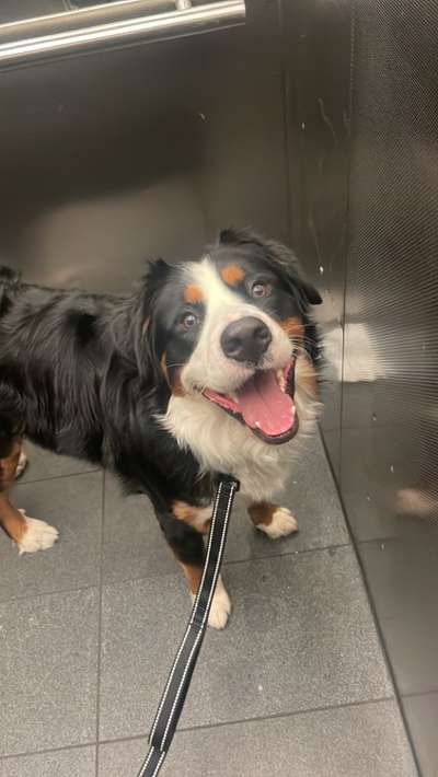 Berner Sennen-Beitrag-Bild