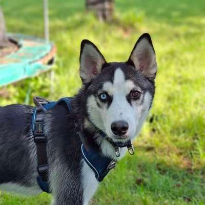 Hundetreffen-Snoppy sucht Gassie Freunde-Bild