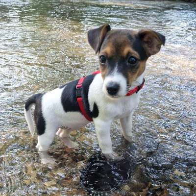Hundetreffen-Spaziergänge-Bild