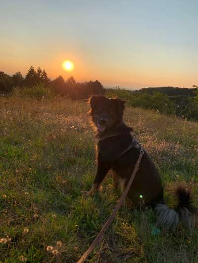 Mischlingshunde Foto Aufruf-Beitrag-Bild