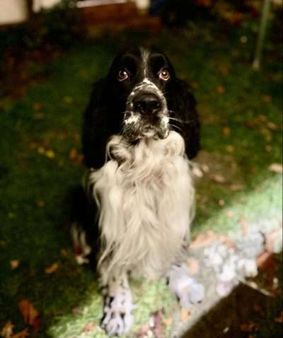 Springer Spaniel-Beitrag-Bild