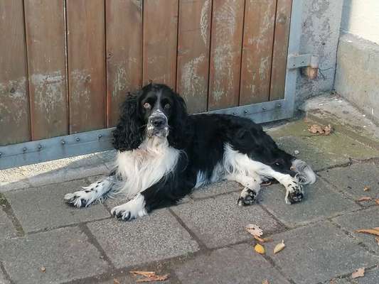 Springer Spaniel-Beitrag-Bild