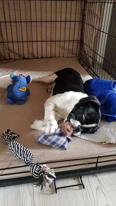 Welpen Bilder !-Beitrag-Bild