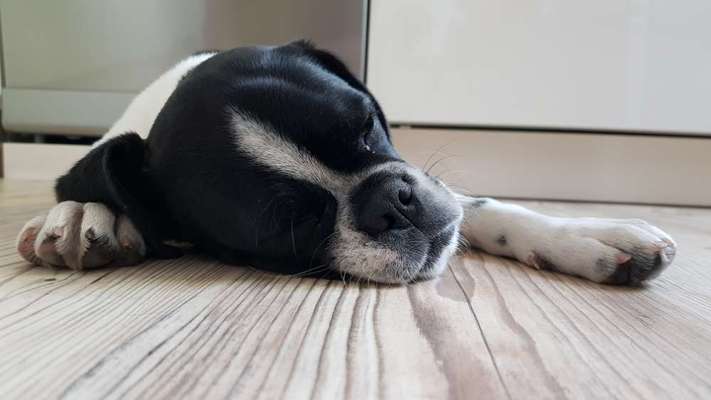 Welpen Bilder !-Beitrag-Bild