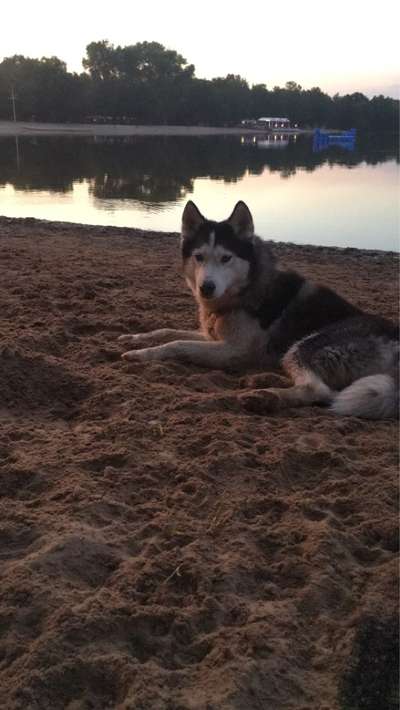 Unsere Fellnasen im Regenbogenland-Beitrag-Bild