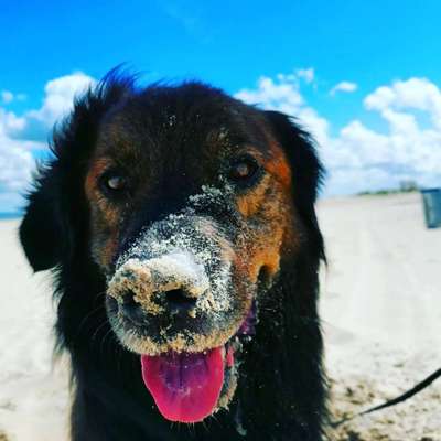 Wo sind die Golden Retriever Liebhaber?-Beitrag-Bild