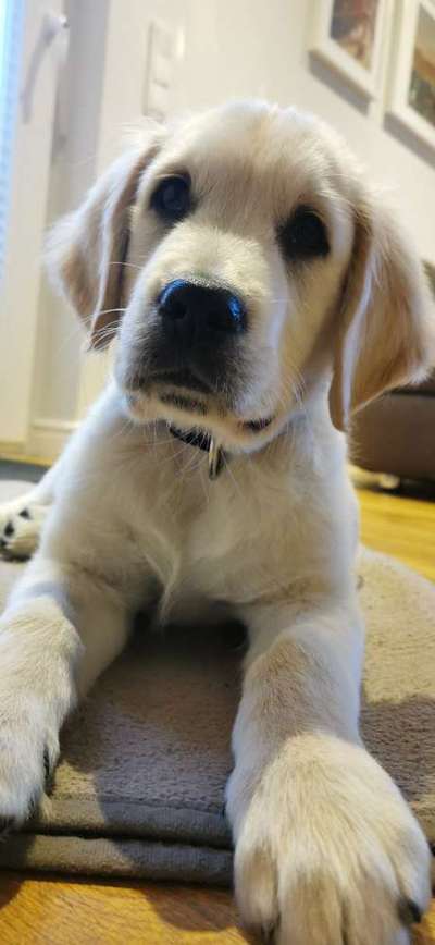 Golden Retriever-Beitrag-Bild